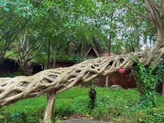 -瑞丽独树成林风景区