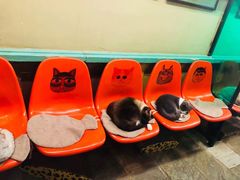 -猫咪博物馆(顶澳仔猫街店)