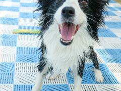 -爪吧宠物乐园 (温榆河示范区店)