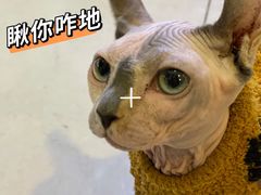 -平行世界·猫咖(首经贸店)