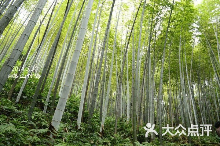 茶山竹海國家森林公園-圖片-永川區景點-大眾點評網