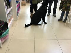 -米苏动物医院·犬猫专科·骨科外科内窥镜