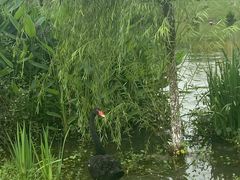 -瑶湖郊野森林公园