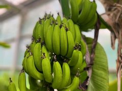 -呀路古热带植物园