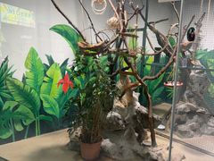 -上海大自然野生昆虫馆(东方明珠·爬宠昆虫探索中心)