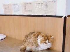 -米苏动物医院·犬猫专科·骨科外科内窥镜