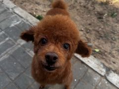 -北京观赏动物医院·24小时大型综合·猫专科·异宠专科