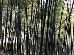 -西湖风景区十里琅珰-五云山