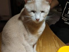 -猫咖时代(中山亭店)
