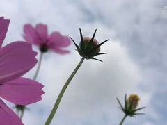 -武清南湖绿博园