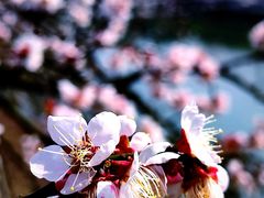 -白塘生态植物园