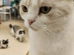 -藏猫猫咖啡主题馆(中央大道店)