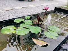 -云里小坐·小院里·团建·宴请·下午茶(三圣乡店)