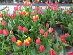 -南通洲际绿博园