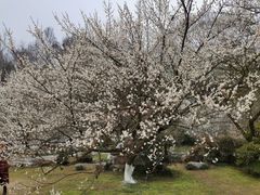 -杭州植物园