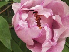 -永和大王(小厨·东四十条店)