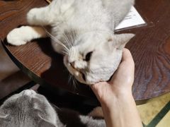 -猫色咖啡·猫咖