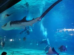 -烟台海昌鲸鲨海洋公园