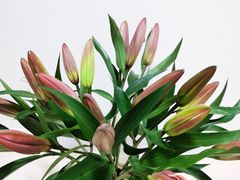 -循礼门鲜花花市(武汉循礼门店)