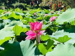 -广州莲花山旅游区