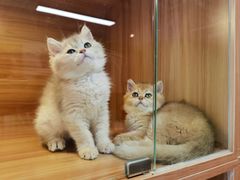 -猫十亿·布偶金渐层·曼基康矮脚猫舍(青年路店)