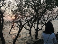 -宝安西湾红树林湿地公园