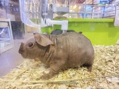 -酷以爬仙阁实体爬宠店·守宫·蜥蜴·专业繁育