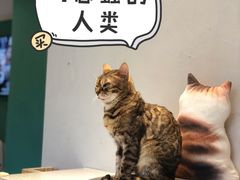 -飞行喵MR PILOT|猫舍·猫咖(静安大融城店)