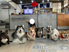 -Dog in Town Ekkamai