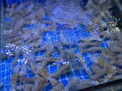-渔民船说·北塘海鲜·天津菜·海肠捞饭(北塘古镇店)