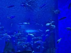 -顺德南宏海立方海洋公园