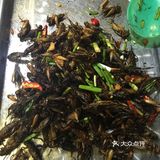 我在柬埔寨吃的各种虫子