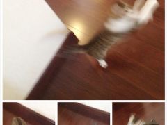 -申普宠物医院·心脏介入·心血管微创(总院)