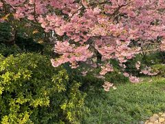 -南山植物园