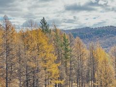 -莫尔道嘎国家森林公园