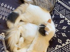 -平行世界·猫咖(首经贸店)