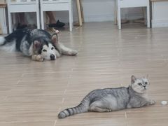 -李小姐の猫咖啡馆(五角场店)