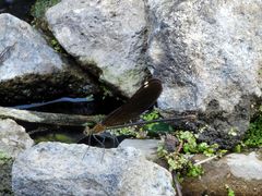 -白水寺森林公园