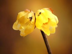 -三圣花乡旅游区