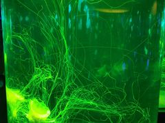 -悉尼海洋生物水族馆