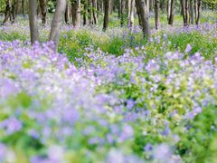 -上海滨江森林公园