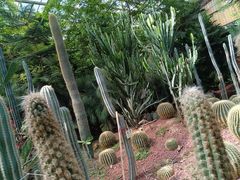 -呀路古热带植物园