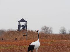 -盐城丹顶鹤湿地生态旅游区