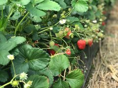 -昌平兴寿秀秀草莓采摘园