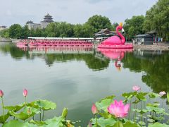 -莲花池公园