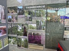 -汤旺河林海奇石景区