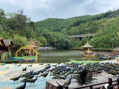 -西双版纳原始森林公园