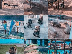 -西霞口神雕山野生动物世界