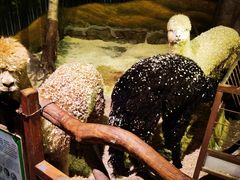 -正佳雨林生态植物园
