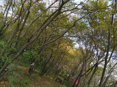 -鹅湖玫瑰文化园